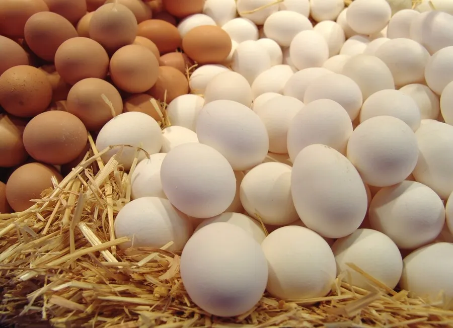 Government Decides Opening Egg Imports to Support Market and Prices