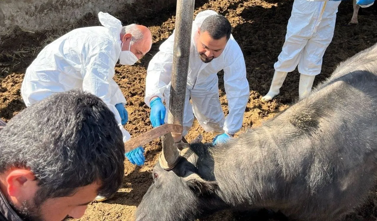 العراق يعلق مرور شحنات المواشي السورية بسبب تفشي مرض الحمى القلاعية