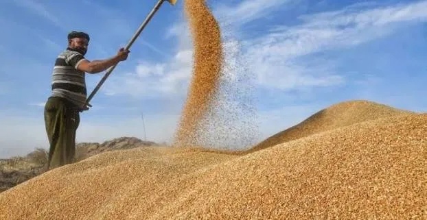 Iraq Announces Conclusion of Wheat Marketing Season in 10 Governorates with Over 3 Million Tons
