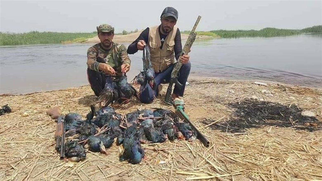 جهود تنظيم الصيد وحماية البيئة في العراق