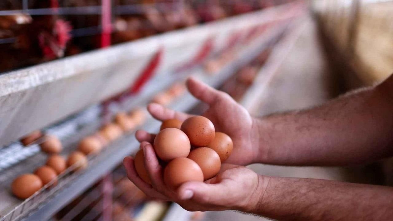وزارة الزراعة تدعم مشاريع الدواجن لتعزيز إنتاج البيض في العراق
